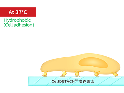 37℃時(shí)，溫敏聚合物涂層為高分子卷縮狀態(tài)，表現(xiàn)為輕度疏水性，更有利于細(xì)胞的貼附