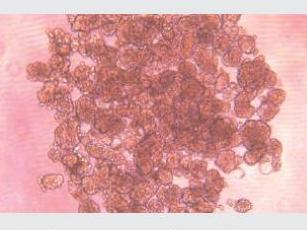 經(jīng)不同細(xì)胞培養(yǎng)測(cè)試驗(yàn)證，表面幾乎無(wú)細(xì)胞貼壁，可快速實(shí)現(xiàn)可重復(fù)、一致、可靠的細(xì)胞球培養(yǎng)