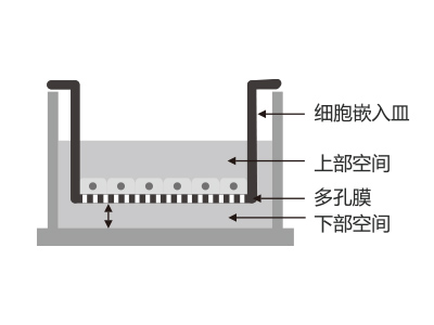 懸掛式設(shè)計(jì)，嵌入皿移細(xì)胞嵌入皿移動(dòng)時(shí)單層細(xì)胞不受影響上部空間 ，還能防止培養(yǎng)液通過中毛細(xì)作用流失